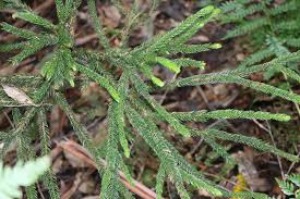 Image result for Dacryotrichia robinsonii