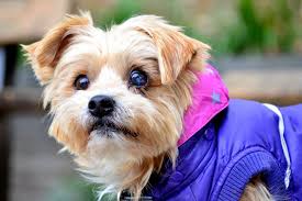 The Top 5 Maltese Haircut Styles For 2019 The Dog People By Rover Com