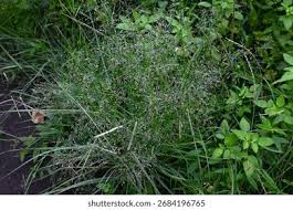 Image result for Eragrostis congesta