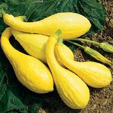 Yellow squash can also have more seeds in its flesh. Yellow Crookneck Organic Yellow Summer Squash Seed Johnny S Selected Seeds