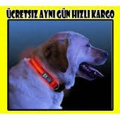 Isikli Tasma Ucretsiz Ayni Gun Hizli Kargo 24 99 Tl Goruntuler Ile Kopek Evcil Hayvanlar Hayvan