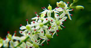 Asparagus Flowers Cs