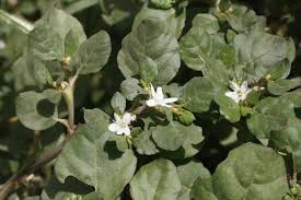 Image result for Trianthema