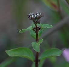 Image result for Lobelia petiolata