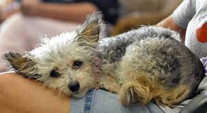 Petsmart is the adopt spot. Hundreds Visit Dogs Cats When Orange County Pet Adoption Center Hosts 3 Rescue Groups For First Time Orange County Register