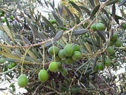 Image result for Olea