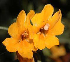 Image result for Phrymaceae