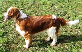 Image result for velššpringršpaněl