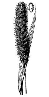 Image result for Setaria italica