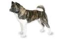 Akita Dog Breed Information and Pictures