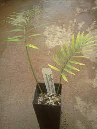 Image result for Encephalartos umbeluziensis