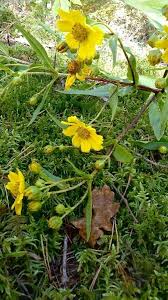 Image result for Lagenaria abyssinica