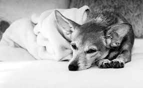Euthanasia is performed in a quiet and comfortable environment by an experienced veterinarian. Veterinarian Shares How To Make A Dog Comfortable Before A Euthanasia Appointment Pethelpful
