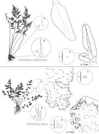 Image result for Cheilanthes schimperi