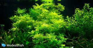 Floating aquarium plants, often with long decorative roots, are popular in many types of aquarium setups and for good reason! 26 Best Low Light Aquarium Plants In 2021 Reviewed