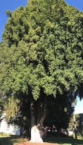 Image result for Eugenia