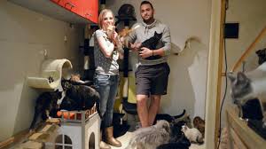 L'inauguration de la maison des services a eu lieu ce vendredi 21 mai en présence de m. Une Association Qui A Du Chien Pour Aider Les Chats