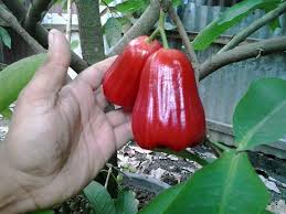 Situs jual beli online terlengkap dengan berbagai pilihan toko online terpercaya. Macam Macam Jambu Biji Dan Jambu Air Unggulan Termanis