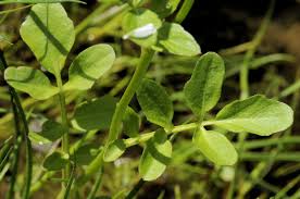 Image result for Cardamine obliqua