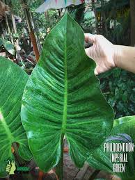 Philodendron Imperial Green Philodendron Plants Plant Leaves