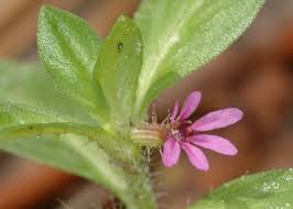 Image result for Cuphea carthagenensis