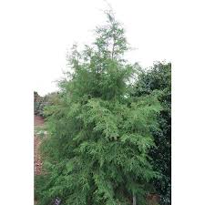 Image result for Cupressus torulosa