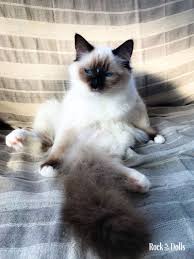 Ozzie Chat Ragdoll Ragdoll Rock