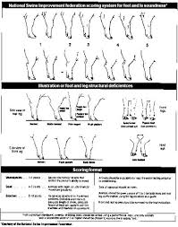 Pin On Ffa Pigs Showmanship