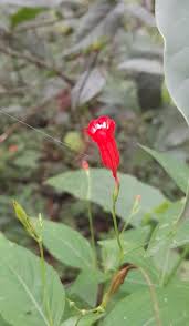 Image result for Ruellia brevifolia