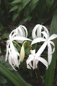 Image result for Crinum crassicaule
