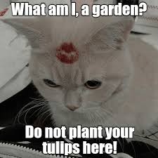 Bad Puns R Us Lolcats Lol Cat Memes Funny Cats Funny Cat Pictures With Words On Them Funny Pictures Lol Cat Memes Lol Cats