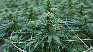 Después del tabaco, es la sustancia que más se fuma. Es La Marihuana Una Sustancia Tan Segura Como Se Cree Infobae