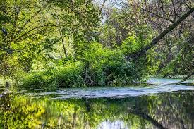 What S The Difference Between Spagmoss And Peat Moss The Environment Besgrow At The Root Of Healthier Plants