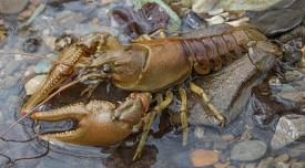 Crayfishing