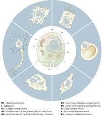 Compartmentalization In Cells Mbinfo