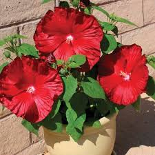 Image result for Hibiscus Red 2016 Vito