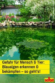 Blaualgen Selbst De Teichpflanzen Garten Deko Gartenteich