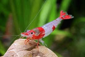 Pin By Ki No On Under The Sea Freshwater Aquarium Shrimp Aquarium Fish Betta Fish Types