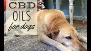 May 04, 2021 · cbd may provide pain relief for dogs dealing with arthritis. Best Cbd Oil For Dogs An All Natural Way To Ease Anxiety And Pain Caninejournal Com