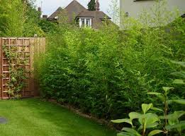A bamboo garden and nursery in seattle washington that has everything you need to contain and care for your bamboo. Clumping Bamboo Landscape Privacy Screen And Decoration Ideas