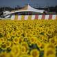 Sunflower Festival event image