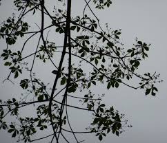 Image result for Ricinodendron