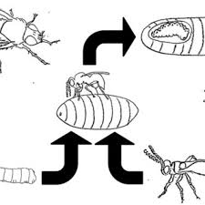 Probably the most common pest management activity that negatively impacts benecial organisms in agroecosystems is pesticide application. Pdf Use Of Pupal Parasitoids As Biological Control Agents Of Filth Flies On Equine Facilities