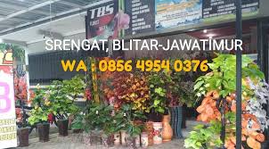 Jual bunga plastik,jual bunga dari plastik,bunga plastik murah,jual bunga imitasi,produk kami bagus dan berkualitas, hub:082245849150 Toko Bunga Plastik Home Facebook