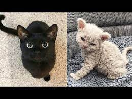 Cute Kittens Doing Funny Things 2020 7 Cutest Cats Youtube Funny Animal Videos Cute Cat Kittens Cutest