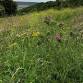 Chalk grassland plant identification day event image