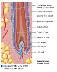 Base Of Hair Follicle Hair Folicle Hair Follicle Hair Facts