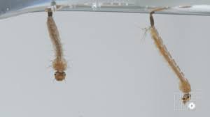 Some species of aedes mosquitoes lay their drought resistant eggs on the soil of dried up playa lake beds. This Dangerous Mosquito Lays Her Armored Eggs In Your House Kqed