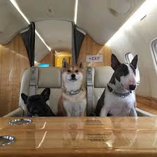 1920x1080 dog wallpaper, dogs, wallpapers, manga, sleeve, wall papers, pet dogs, manga anime, doggies. Pet Friendly Jet Charter Flights Private Jet Charter