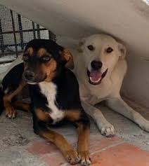 Fatima Bonilla (@Fatibonilla)